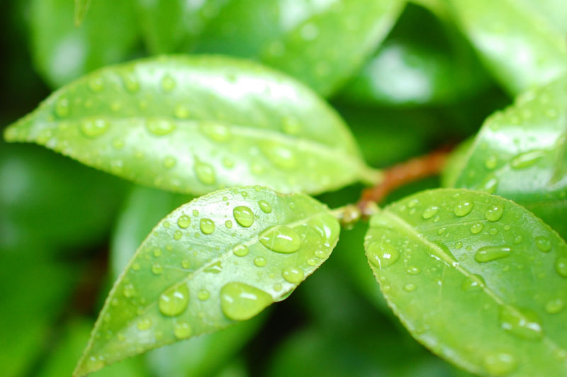 「雨」から学ぶ　～コトバの使い方を深めるために～【合格への助走　市進受験ナビ】