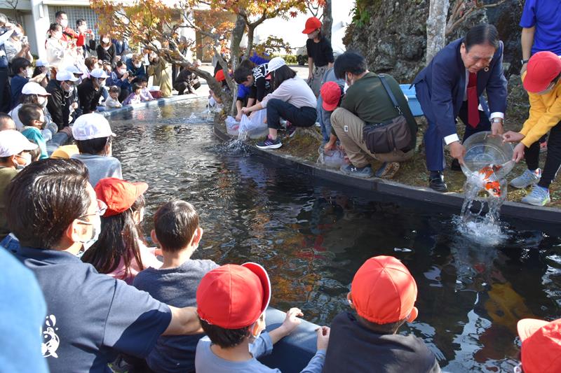 校門前のドーナツ池に錦鯉を放流した