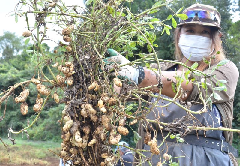 収穫のピークを迎えている落花生＝山武市