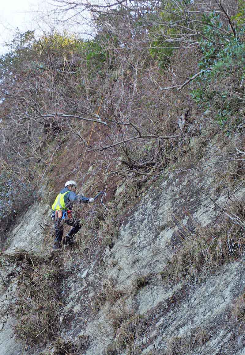 ロープを使って絶壁を降りながらツタをはがす専門家チーム＝２６日、富津市