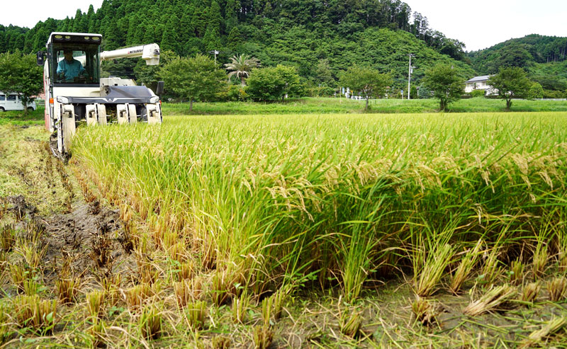 超早場米の収穫が本格的に始まった＝２１日、いすみ市新田野
