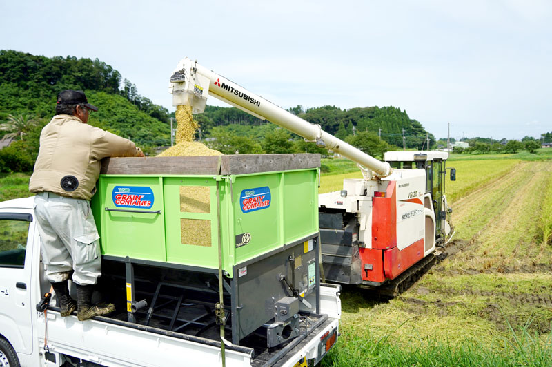 搬送車に移される収穫した超早場米＝２１日、いすみ市新田野