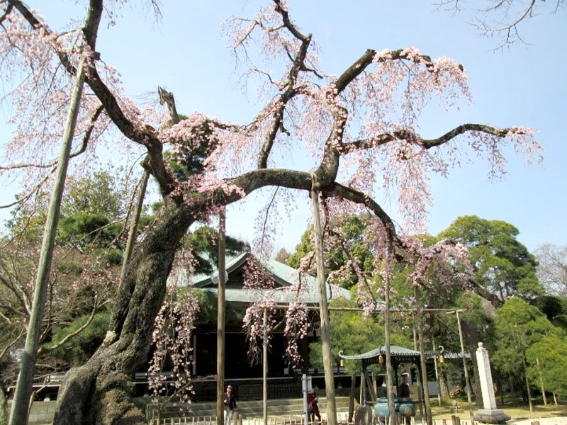東漸寺のしだれ桜
