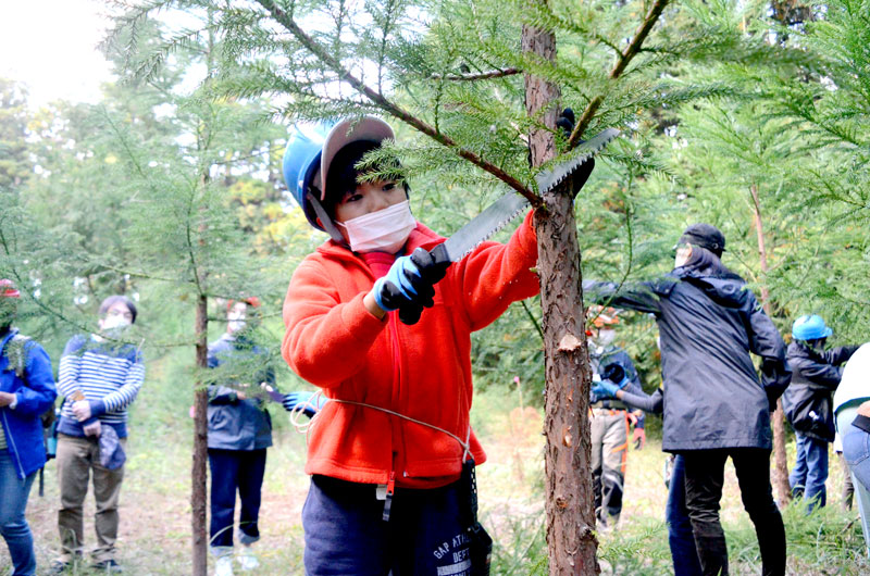 のこぎりを使い、枝打ちを体験する児童＝山武市