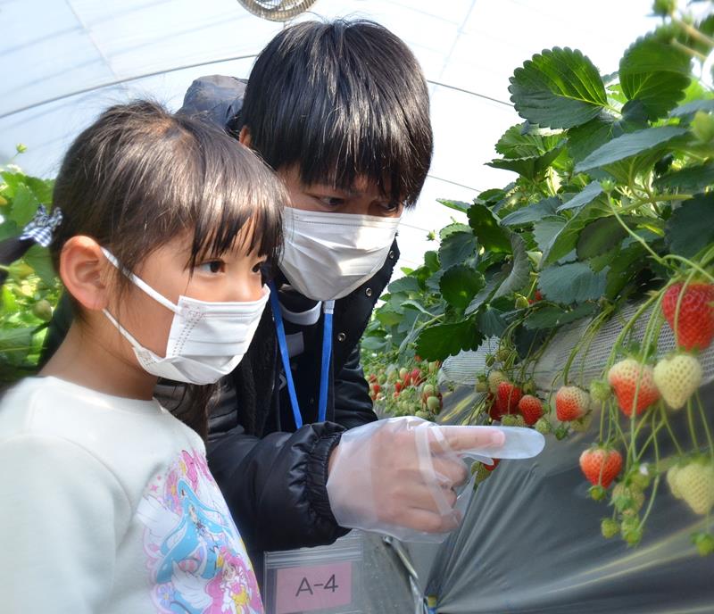 山武市内の観光農園でいちご狩りを楽しむ親子連れ＝１月