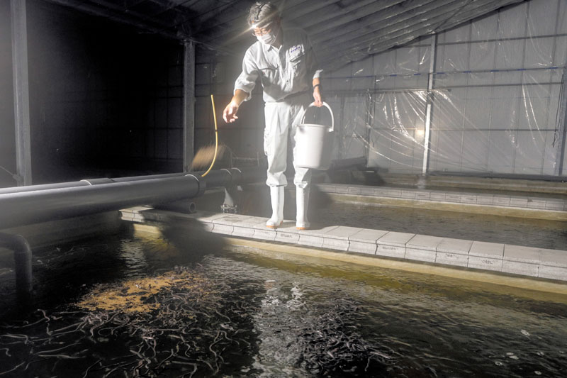 鋸南町内で養殖するウナギの稚魚に餌を与える平田社長(同社提供)