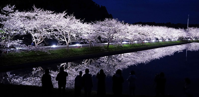 ライトアップされた満開の桜並木