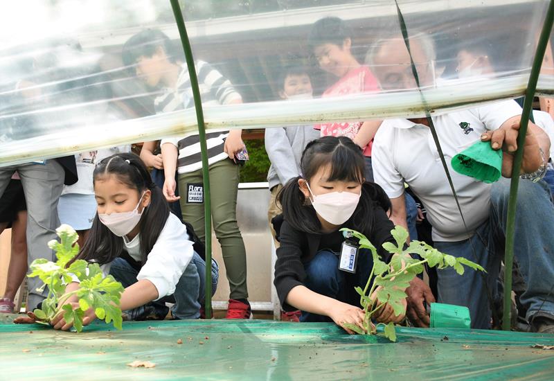 丁寧にスイカの苗を植える児童＝富里市立富里小