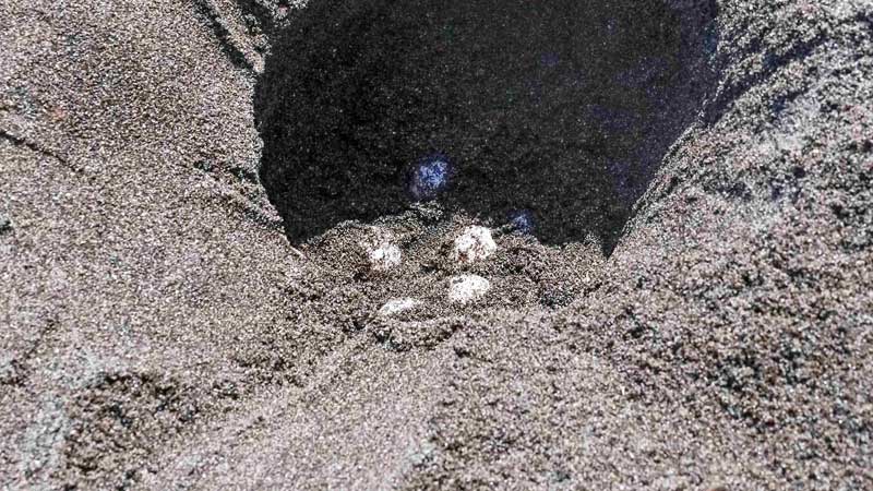 今年初めて確認されたアカウミガメの卵（鴨川シーワールド提供）