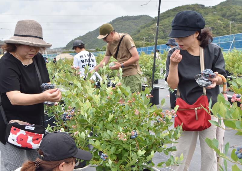 さまざまな品種のブルーベリーを摘み取って味を確かめる町民ら=鋸南町
