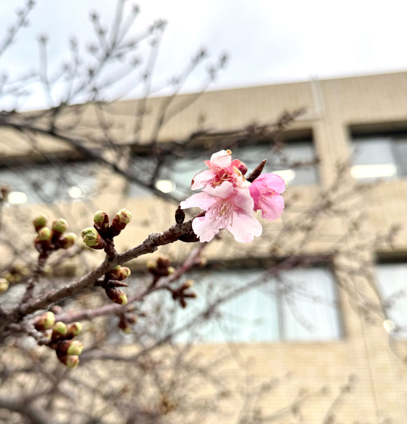 開花した鋸南町役場の「頼朝桜」＝１日、同町