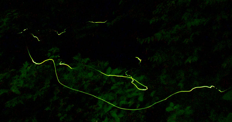 幻想的に舞うホタルの光跡＝８日夜、長南町