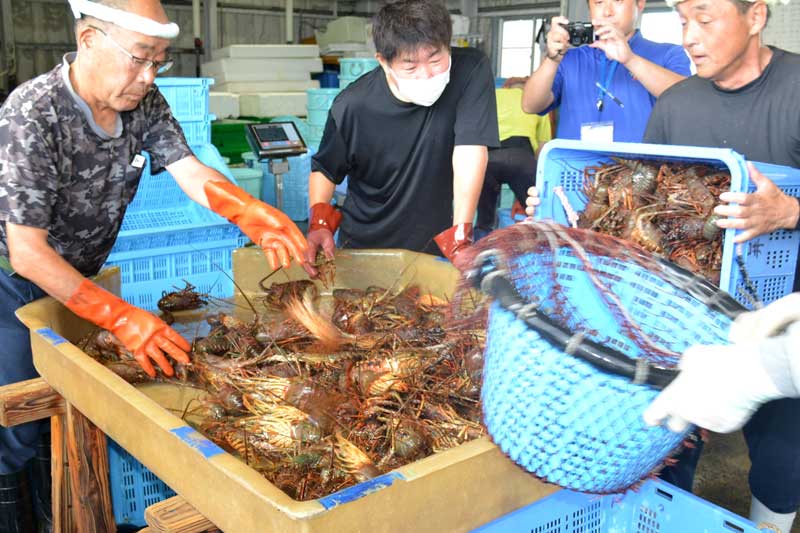初水揚げされた伊勢エビ＝２日、いすみ市大原の夷隅東部漁業協同組合