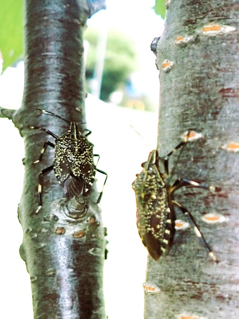 キマダラカメムシの成虫 カメムシ目カメムシ科 体長20~23ミリ。東南アジア原産の外来種。九州・四国・沖縄本島、台湾、中国などに分布=2024年7月30日、木更津市(筆者撮影)