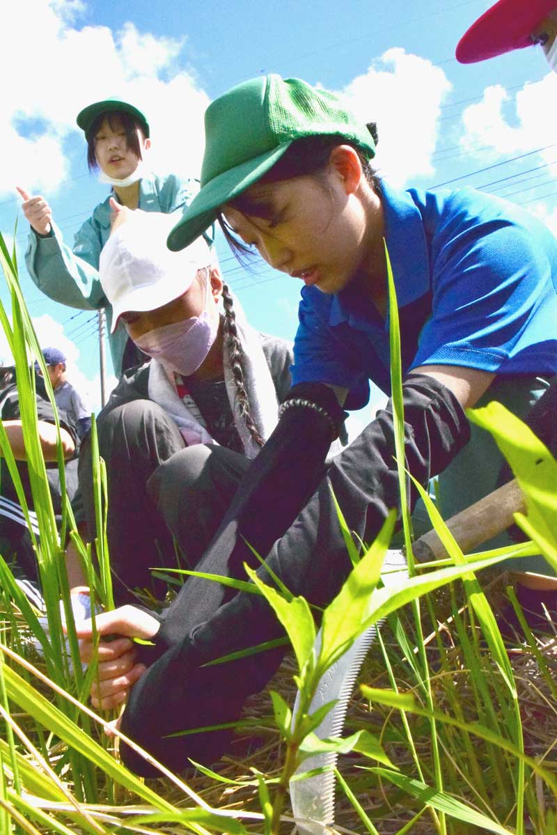 「親指は上」などと教わりながら、高校生と稲刈りをする児童＝９日、県立茂原樟陽高校