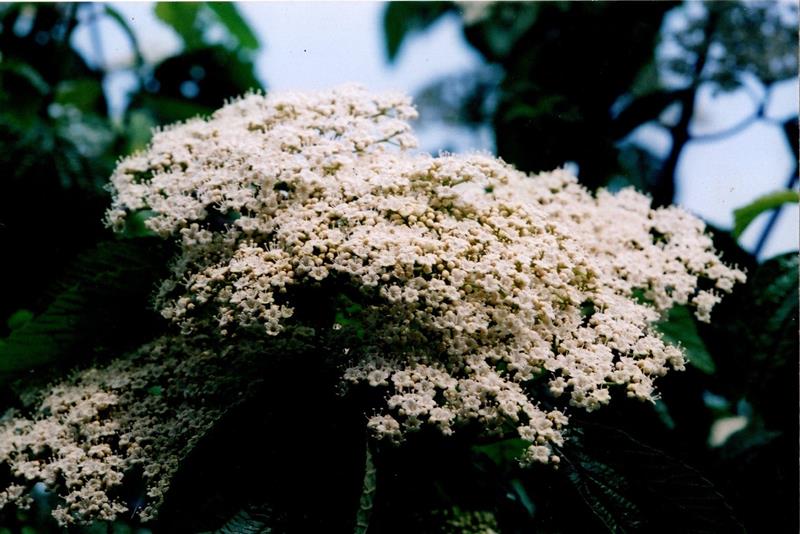 ガマズミの花=2007年5月14日、千葉市(初芝清氏撮影)