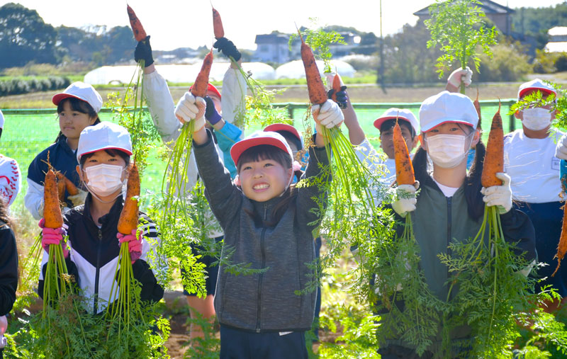 富里市特産のニンジンを収穫して喜ぶ児童=25日、同市