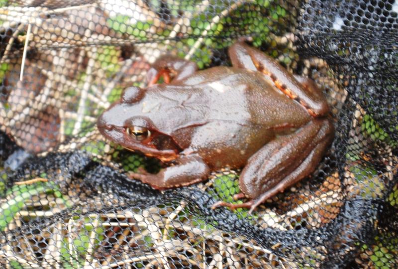 ヤマアカガエル　成体の体長はオスで４２～６０ミリ、メスで３６～７８ミリ。本州、四国、九州、佐渡島に分布。背側線（背の皮膚の隆起線）が目の後ろでＶ字型に曲がる。県選定要保護生物＝２０１０年３月５日、木更津市（筆者撮影）