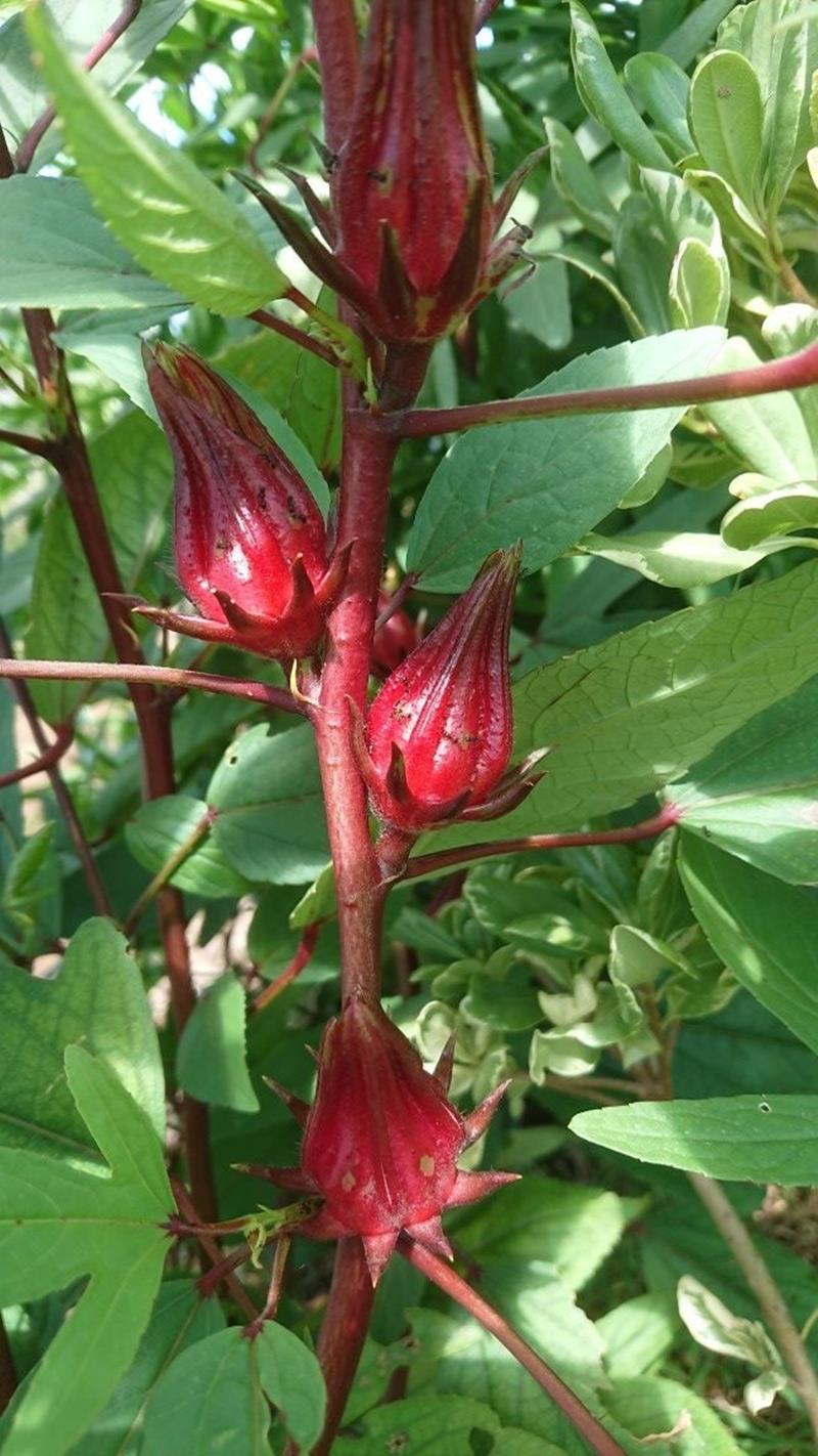 ローゼルの赤い実(大多喜町提供)