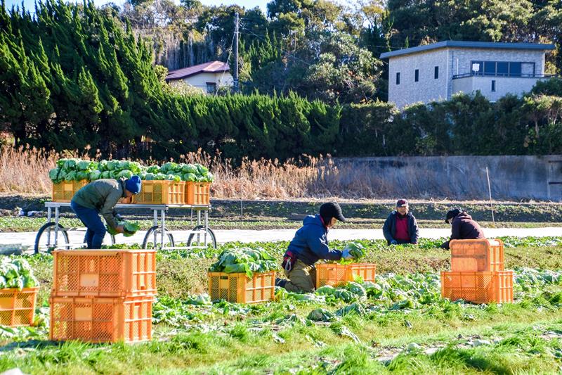 出荷に向け、次々と収穫されていく「かんべレタス」(館山市提供)