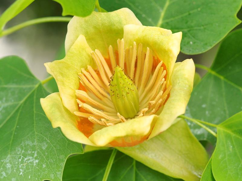 ユリノキ花＝２０１７年５月７日、水元公園（大野透氏撮影）
