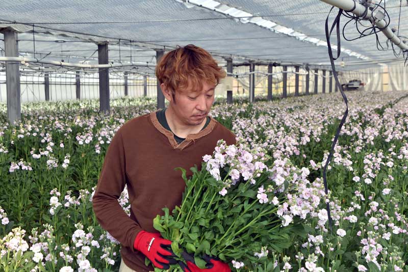 収穫したストックの出来栄えを確かめる栽培農家の鈴木部会長＝館山市