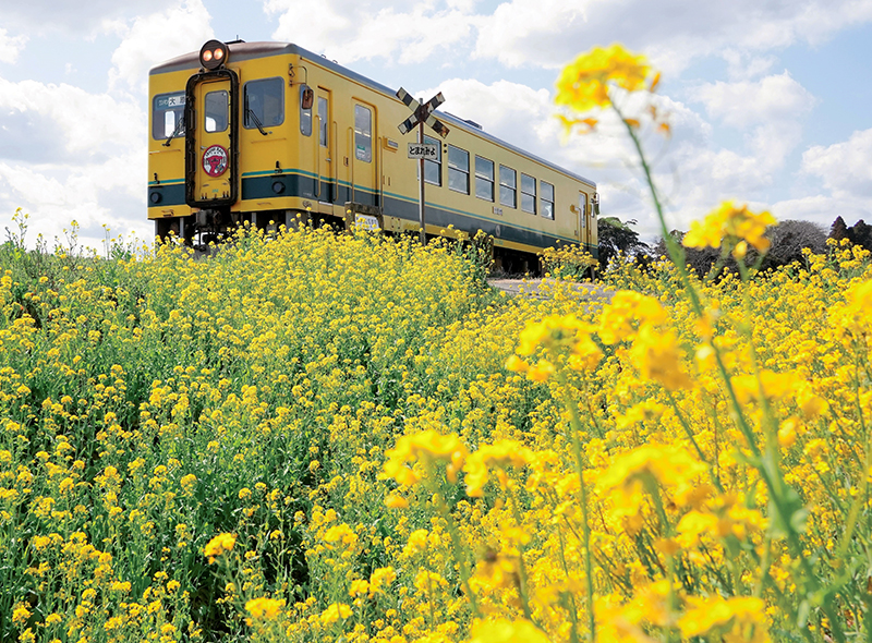 菜の花が咲き誇る中、走行するいすみ鉄道の列車＝昨年３月、いすみ市