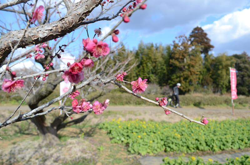 「坂田城跡」で咲く梅の一品種「大盃」の花。昨年より開花は遅いが、一部の木は見頃を迎えている