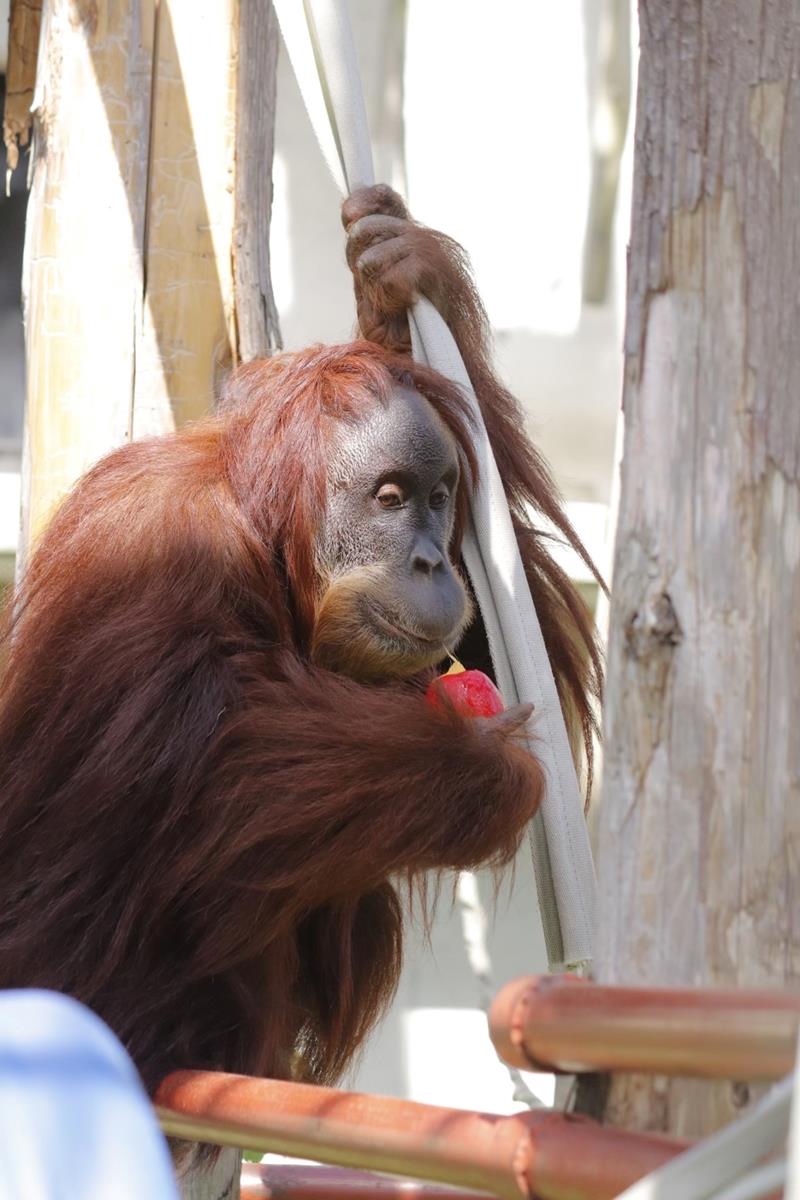 市川市動植物園に来園予定のスマトラオランウータン「ウラン」（豊橋総合動植物公園提供）