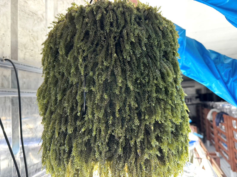 収穫した海ぶどう（岩渕薬品提供）
