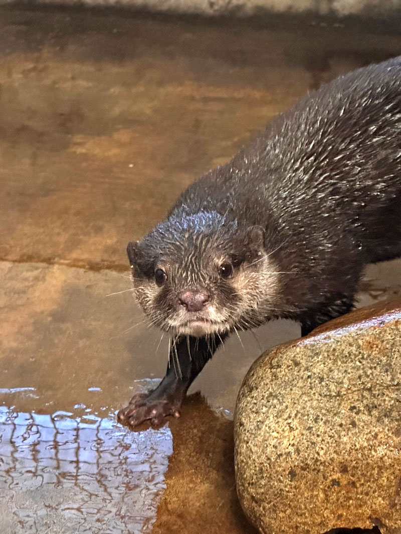 那須どうぶつ王国から来園したツツジ（市川市動植物園提供）