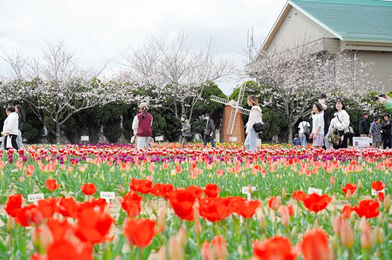 開花した色とりどりのチューリップを楽しむ人たち＝６日、匝瑳市