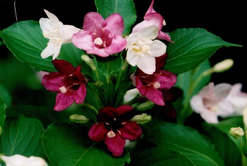 ハコネウツギ 花大=2008年5月26日、千葉市(初芝清氏撮影)