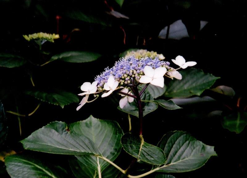 ガクアジサイ 花 横=2009年6月4日、大房岬(川名興撮影)