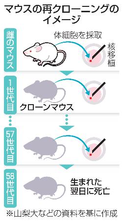 <p>　マウスの再クローニングのイメージ</p>