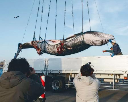 <p>　根室港に水揚げされたミンククジラ＝１日午後、北海道根室市（日本小型捕鯨協会提供）</p>