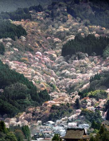 <p>　見頃を迎えた吉野山の桜＝２日、奈良県吉野町（共同通信社ヘリから）</p>