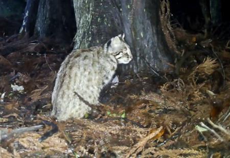 <p>　長崎県・対馬で撮影されたツシマヤマネコ＝２０２５年６月（環境省対馬自然保護官事務所提供）</p>