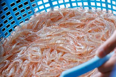 <p>　富山湾で初水揚げされたシロエビ＝３日午前、富山県射水市</p>