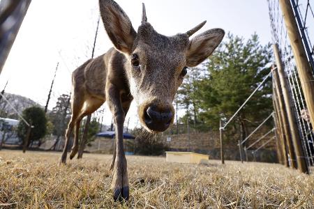 <p>　飼育場所で過ごすシカ＝３月、大阪府能勢町</p>