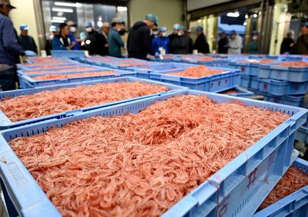 <p>　駿河湾で水揚げされ、静岡市の由比漁港に並べられたサクラエビ＝４日早朝</p>