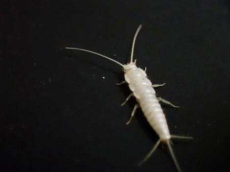 <p>　ニュウハクシミ（東京文化財研究所提供）</p>