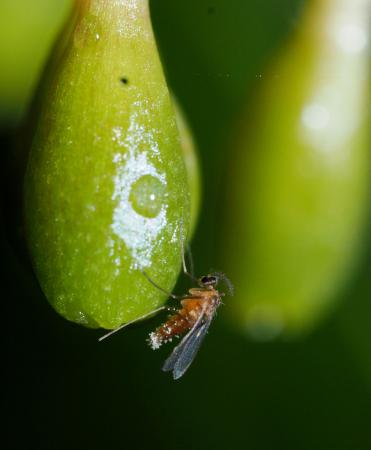 <p>　カラスキバサンキライに寄ってきたタマバエの一種（神戸大の末次健司教授提供）</p>