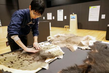 <p>　展示された動物の毛皮を触る博物館の担当者＝３月、北海道白老町</p>