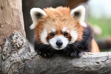 <p>　新しい屋内型施設で展示される予定のレッサーパンダ（野毛山動物園提供）</p>