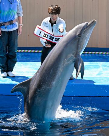 <p>　「仙台うみの杜水族館」の一日館長を務め、イルカに合図を出すフィギュアスケート男子の佐藤駿選手＝８日午前、仙台市</p>