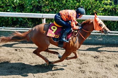 <p>　桜花賞に向け調整するスターアニス＝栗東トレーニングセンター</p>