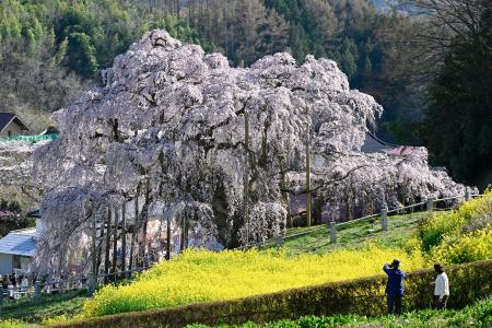 <p>　見頃を迎え、多くの観光客が訪れている「三春滝桜」＝８日午後、福島県三春町</p>