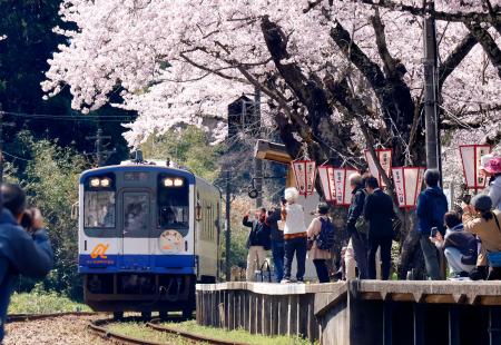 <p>　周辺に並ぶソメイヨシノが満開となった能登鹿島駅に到着した列車＝８日午前、石川県穴水町</p>
