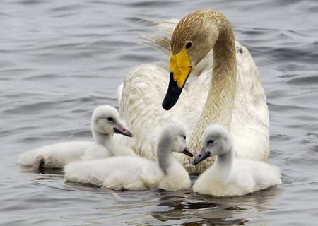 <p>　オオハクチョウの母鳥とひな＝２００５年、北海道苫小牧市のウトナイ湖</p>